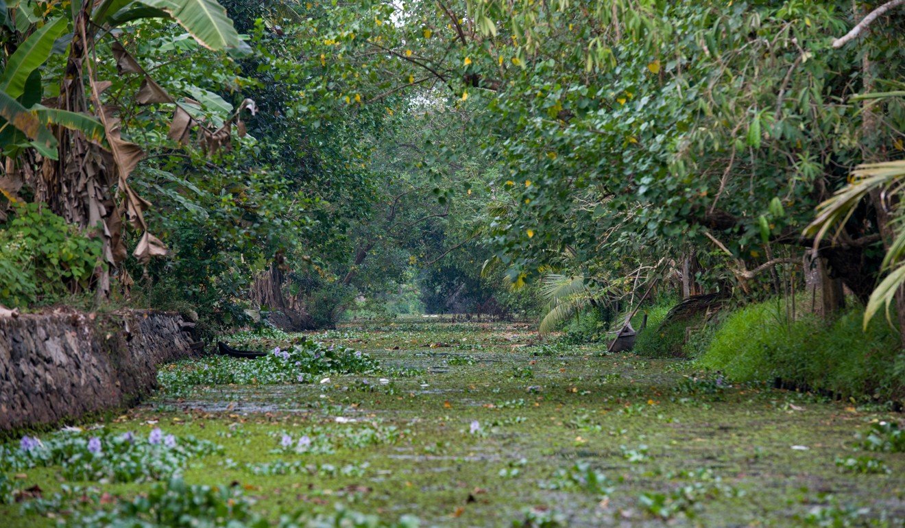 Water hyacinth on a waterway in Kerala.