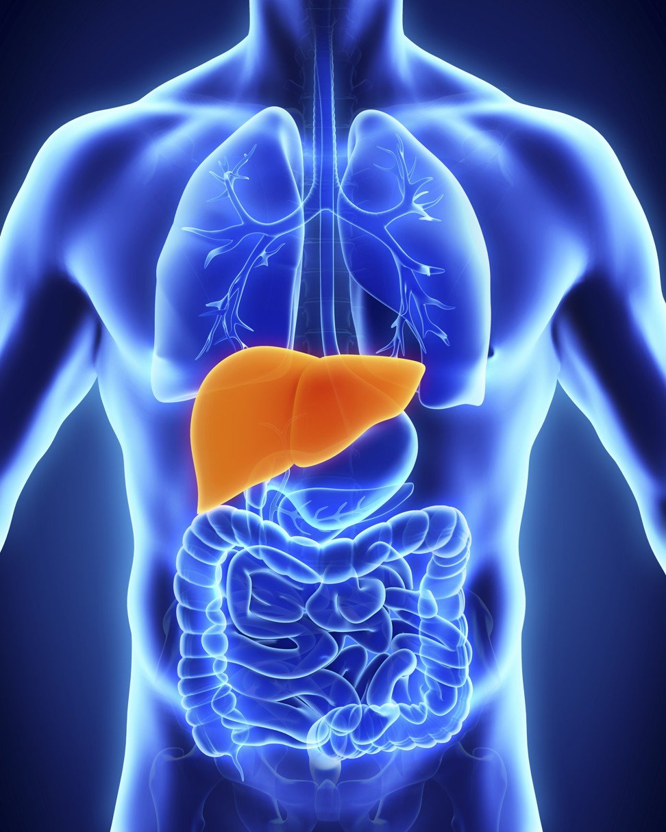 The liver is the main organ responsible for metabolising ingested alcohol, breaking it down with enzymes. Photo: Shutterstock