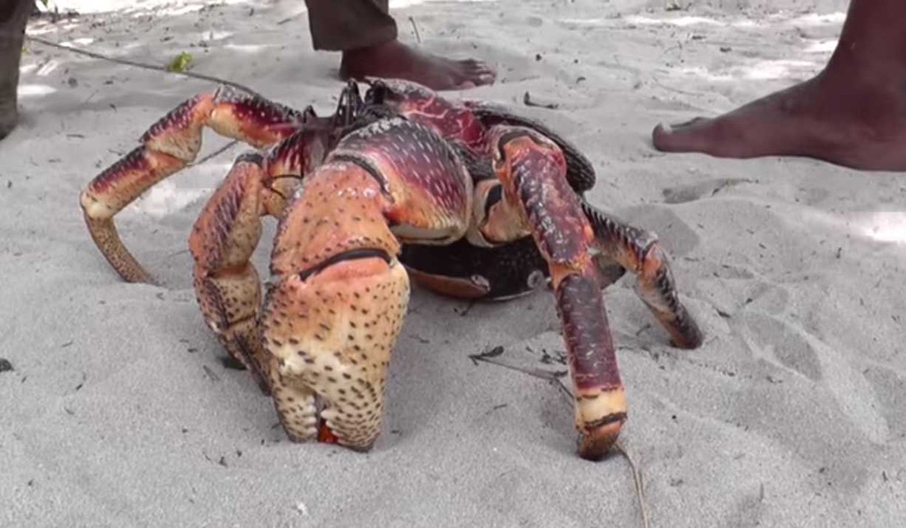 A coconut crab. Photo: YouTube