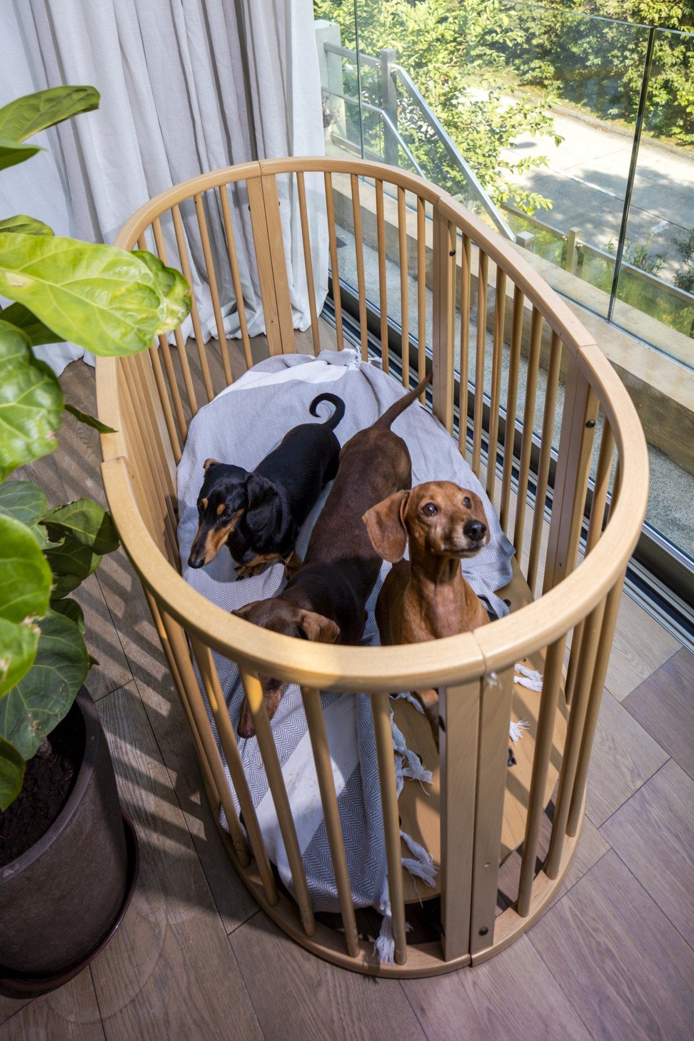 The Reinert family’s beloved dachshunds.