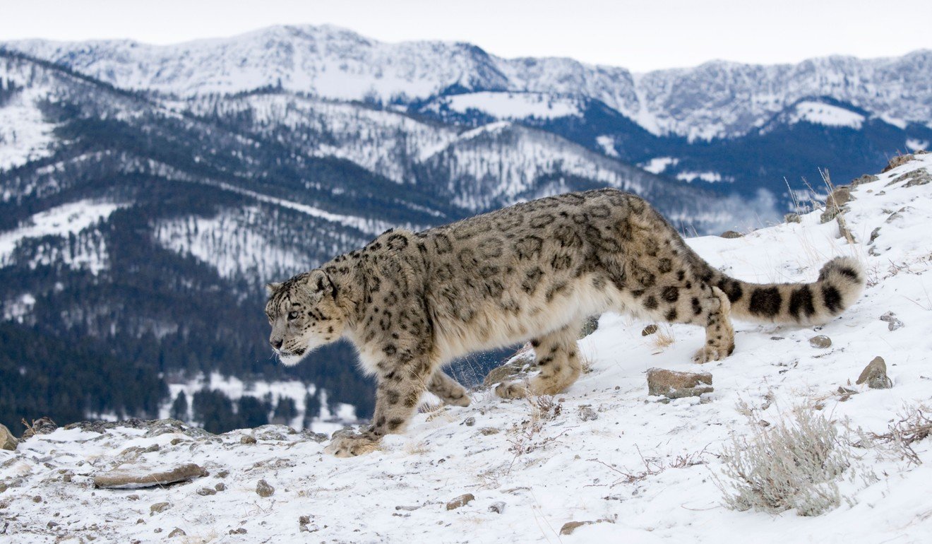 China is probably home to half of all the remaining snow leopards. Picture: Alamy