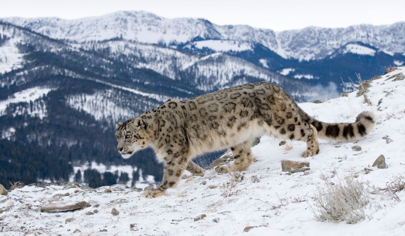 China is probably home to half of all the remaining snow leopards. Picture: Alamy