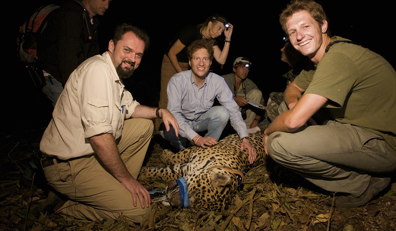 Kaplan (centre) and a team from the Panthera charity with a tranquillised jaguar in Brazil, in 2008. Picture: courtesy of Panthera