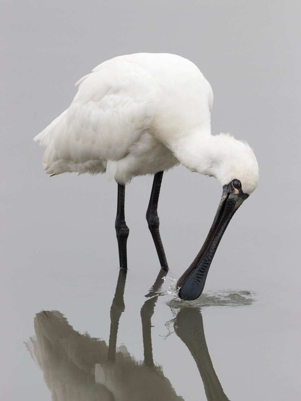 A black-faced spoonbill preening in the water in Hong Kong’s Nam Sang Wai wetland area. Photo: Alamy