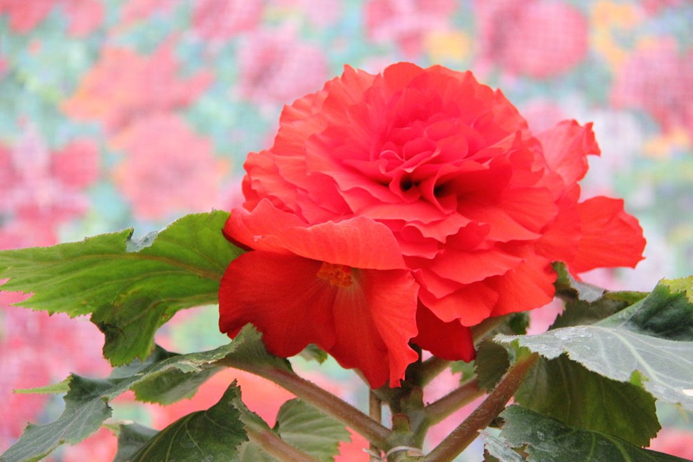 The Kimjongilia flower was bred to honour the North Korean leader on his 46th birthday.