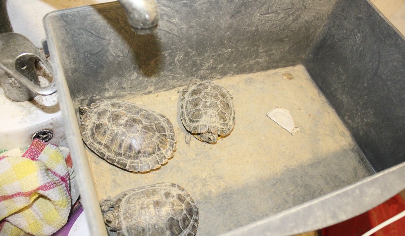 Five turtles were found in an environment described as unhygienic. Photo: SPCA