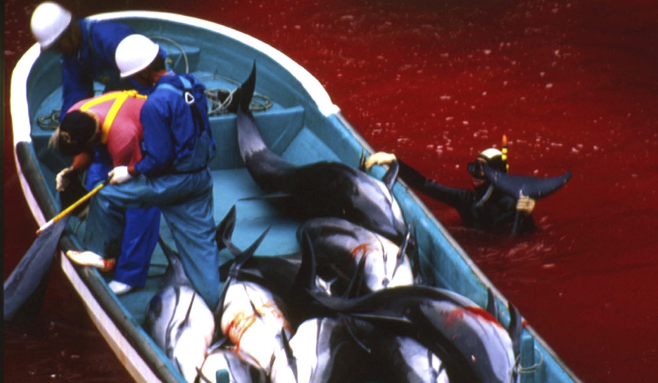 Fishermen work on a boat filled with freshly caught dolphins in Taiji. Photo: AP/Sea Shepherd Conservation Society