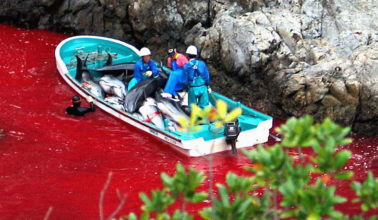 Fishermen work on a boat filled with freshly caught dolphins near the fishing town of Taiji. Photo: AP/Sea Shepherd Conservation Society