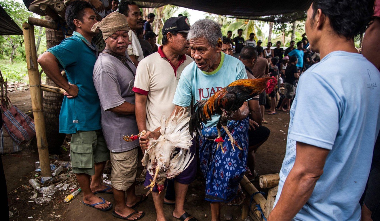The winner of a cockfight earns its owner a share of the gambling proceeds, while the loser is eaten. Photo: AFP