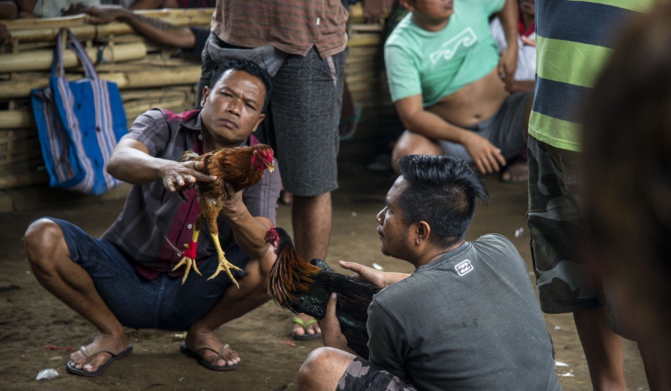 The owners inspect each other’s bird before the fight. Photo: AFP