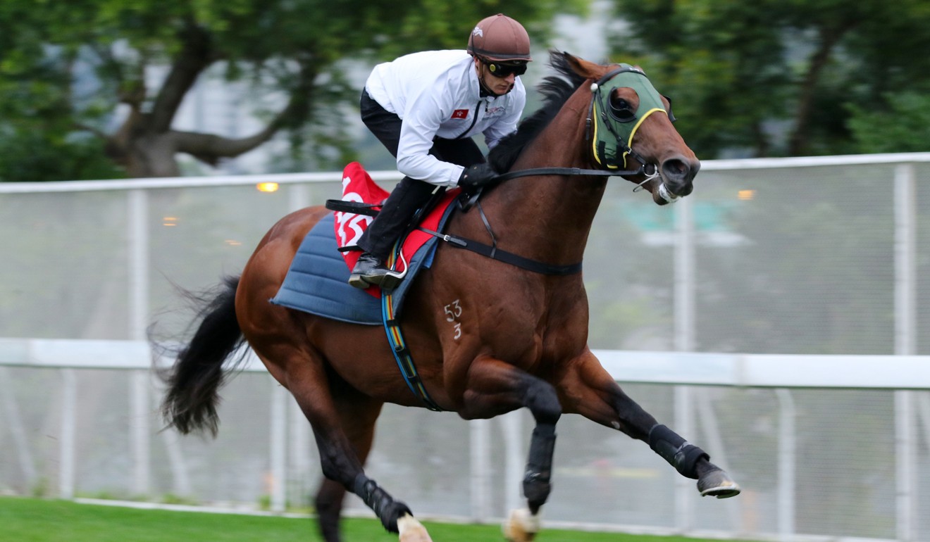 Hong Kong’s Biggest Horse Pingwu Spark May Meet His Match With Fellow ...