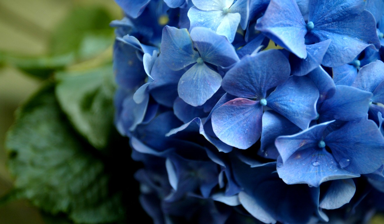 Hydrangea, Kacey Chan’s favourite flower. Picture: SCMP
