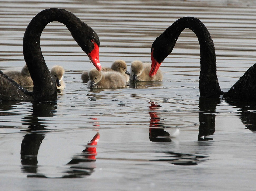 A pair of black swans take their fledglings to swim on a lake at the Yuanmingyuan Park in Beijing on Dec. 26, 2016. Photo: Xinhua