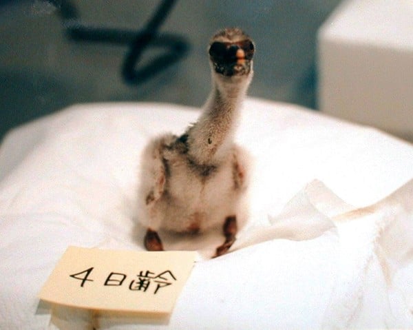 A four-day-old crested ibis chick, the first hatched in captivity in Japan, pictured in 1999 at a conservation centre on Sado Island. The chick hatched from an egg laid by a bird donated by China. Photo: AFP