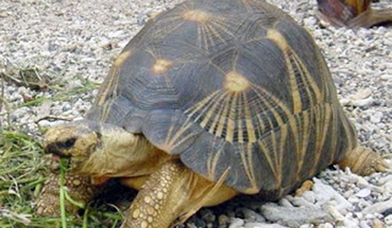 A radiated tortoise. Photo: SCMP
