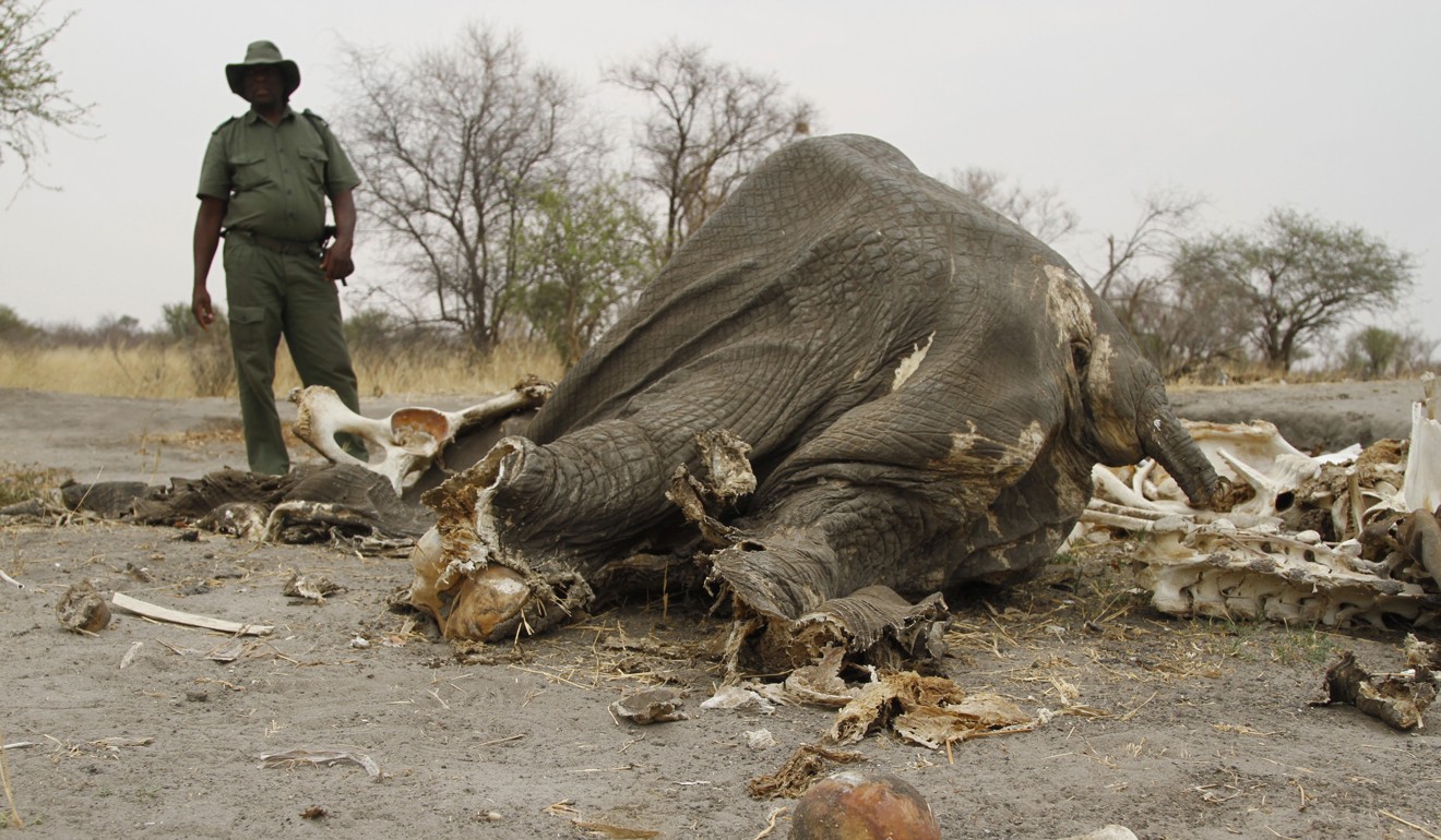 A ranger stands beside the carcass of an poisoned elephant. Photo: AP