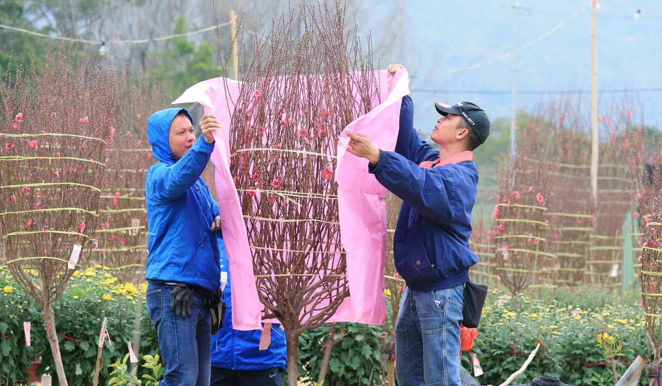 Even corporate clients are spending less on flowers and choosing smaller plants for Lunar New Year decorations, florists say. Photo: Dickson Lee
