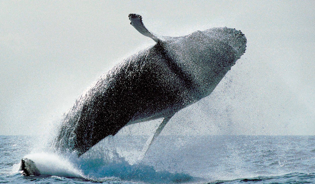 Whales that scoop krill and other tiny organisms from the sea are nowadays ingesting huge quantities of plastics and microplastics every day. Photo: Productions Glacialis inc.