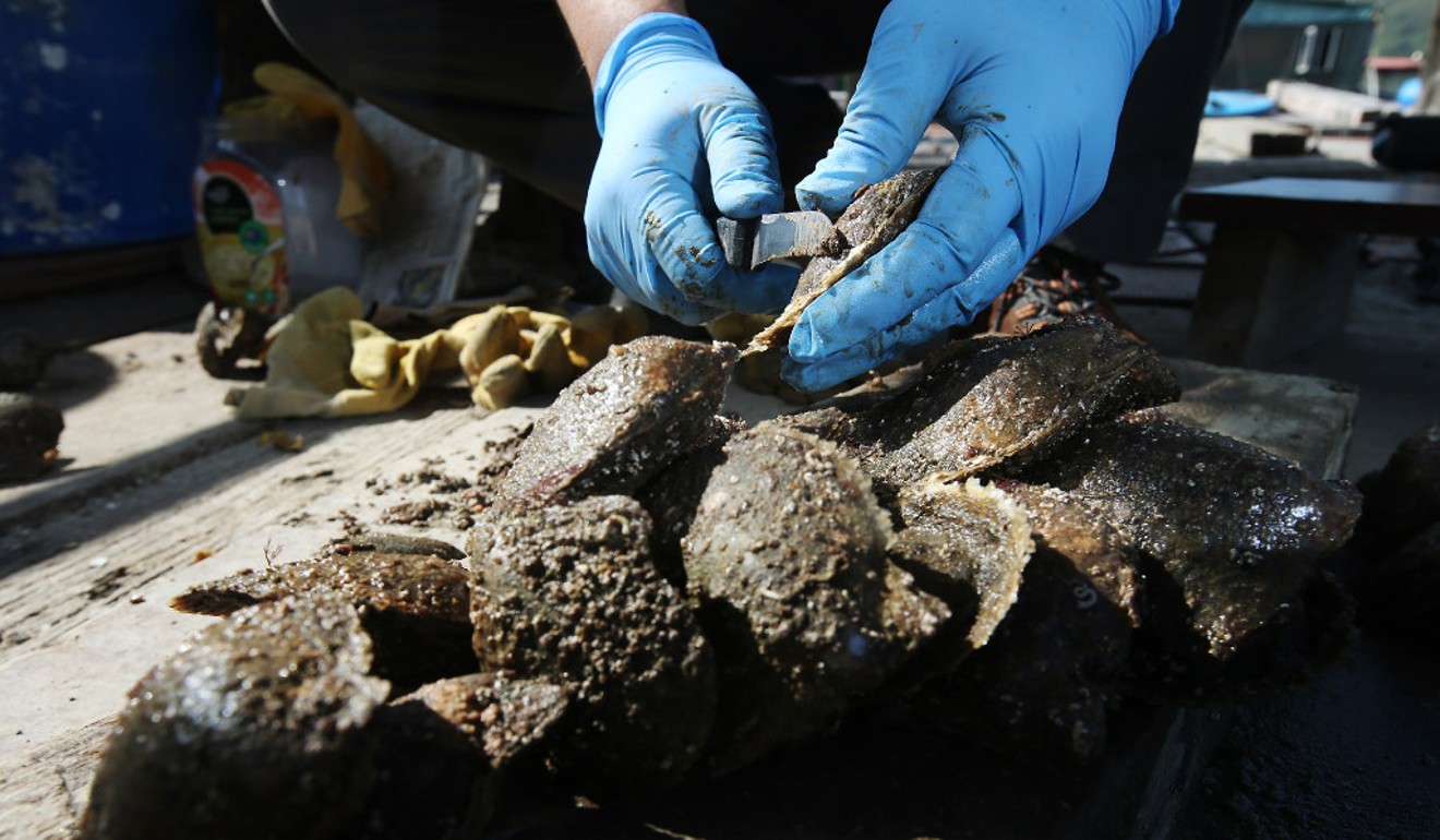 Farmed oysters must be cleaned to remove barnacles, tiny mussels, wild baby oysters and tube worms, collectively known as “biofouling”. Picture: David Wong