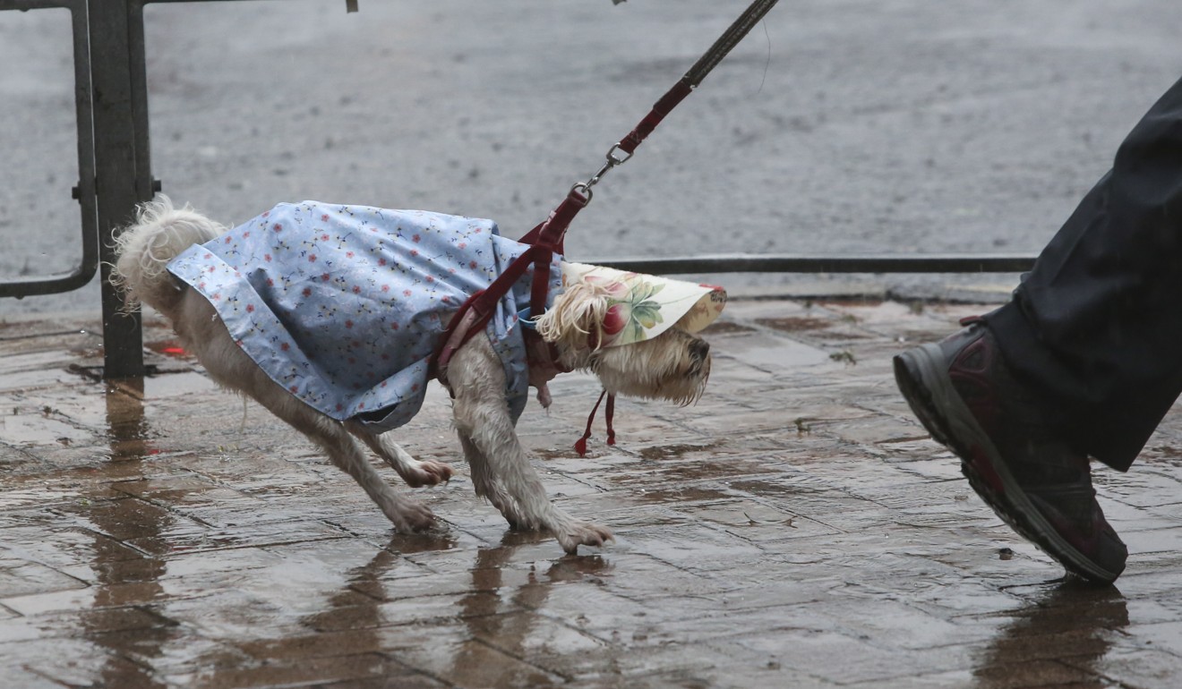 This dog’s owner didn’t feel the need to make his pet wear boots despite the bad weather. Photo: Sam Tsang