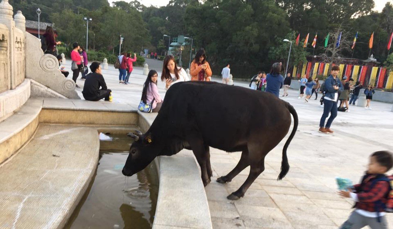 A buffalo has a drink near the entrance to the Big Buddha on Lantau Island. Photo: Lantau Buffalo Association