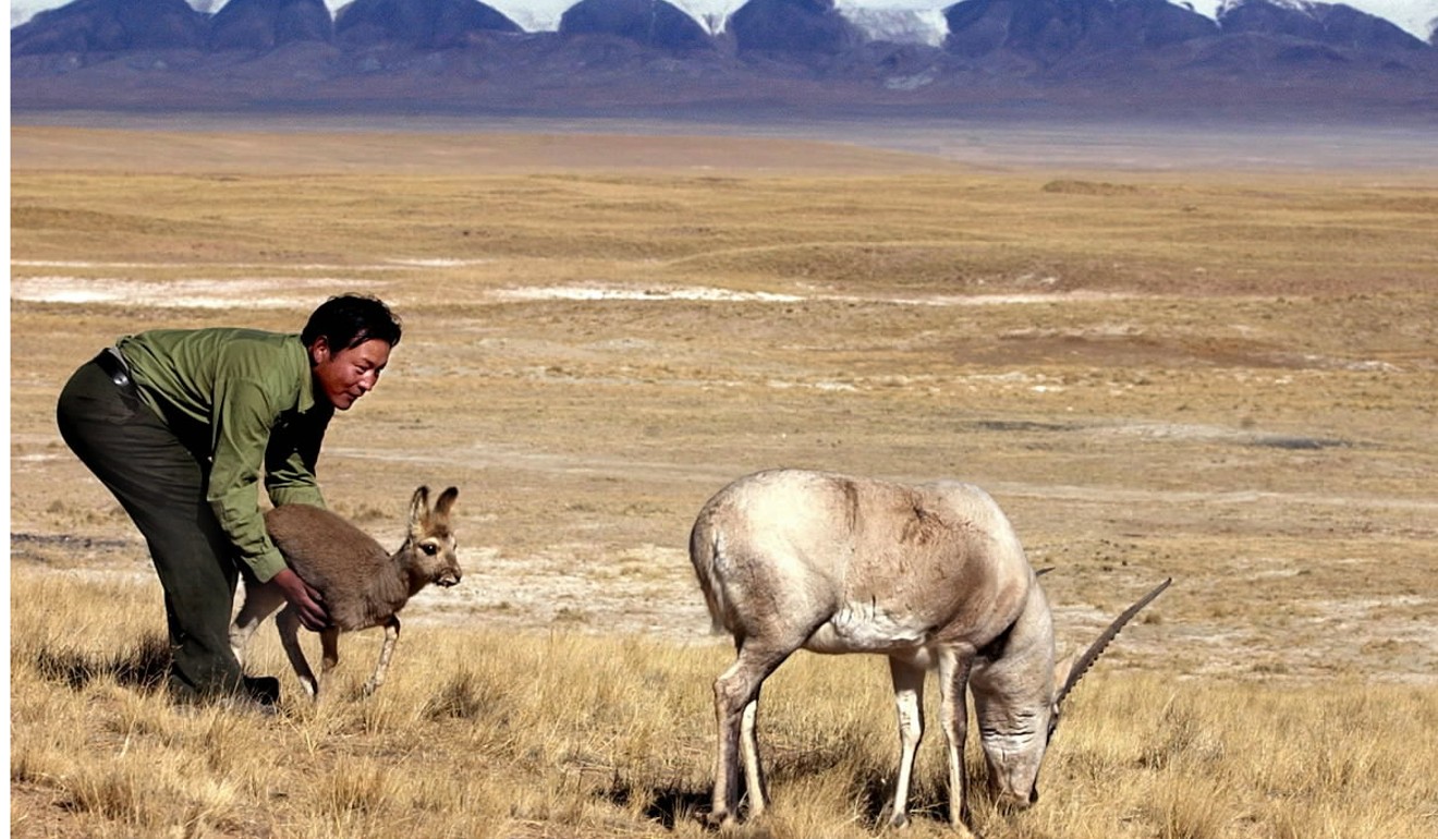 The Tibetan antelope was hunted to near extinction for its ultra-fine wool, used to make shahtoosh shawls. Photo: Xinhua