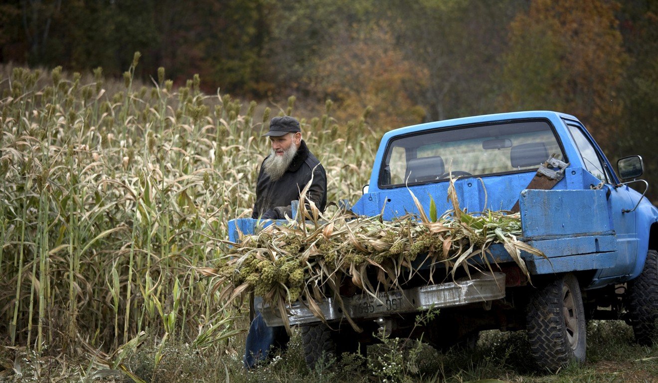 A sorghum farmer in Muddy Pond, Tennessee. Chinese restrictions on sorghum imports would hit Trump where it hurts. Photo: Alamy