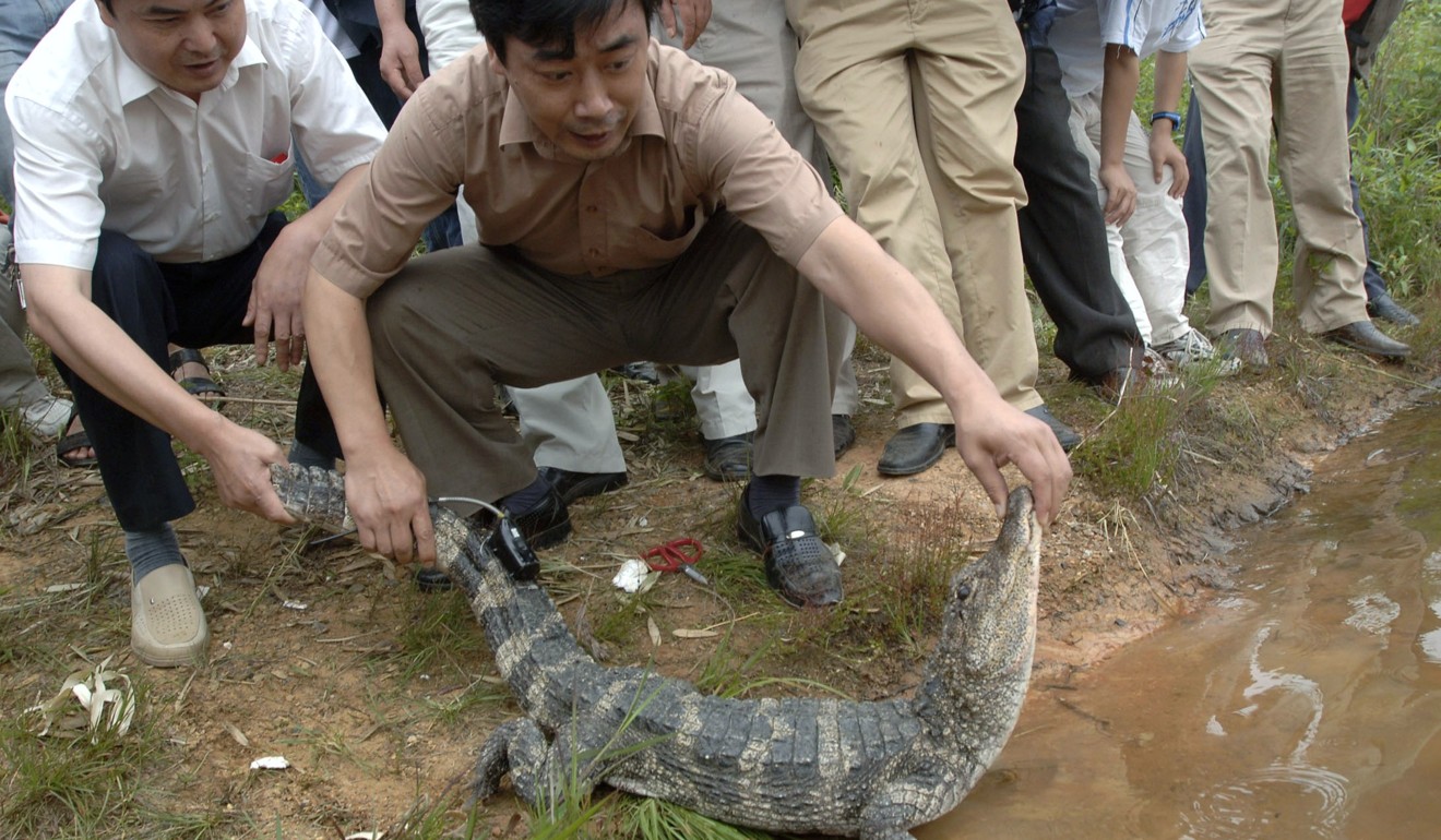 Chinese alligators have been reintroduced to the Yangtze River, and have started to breed. Photo: Reuters