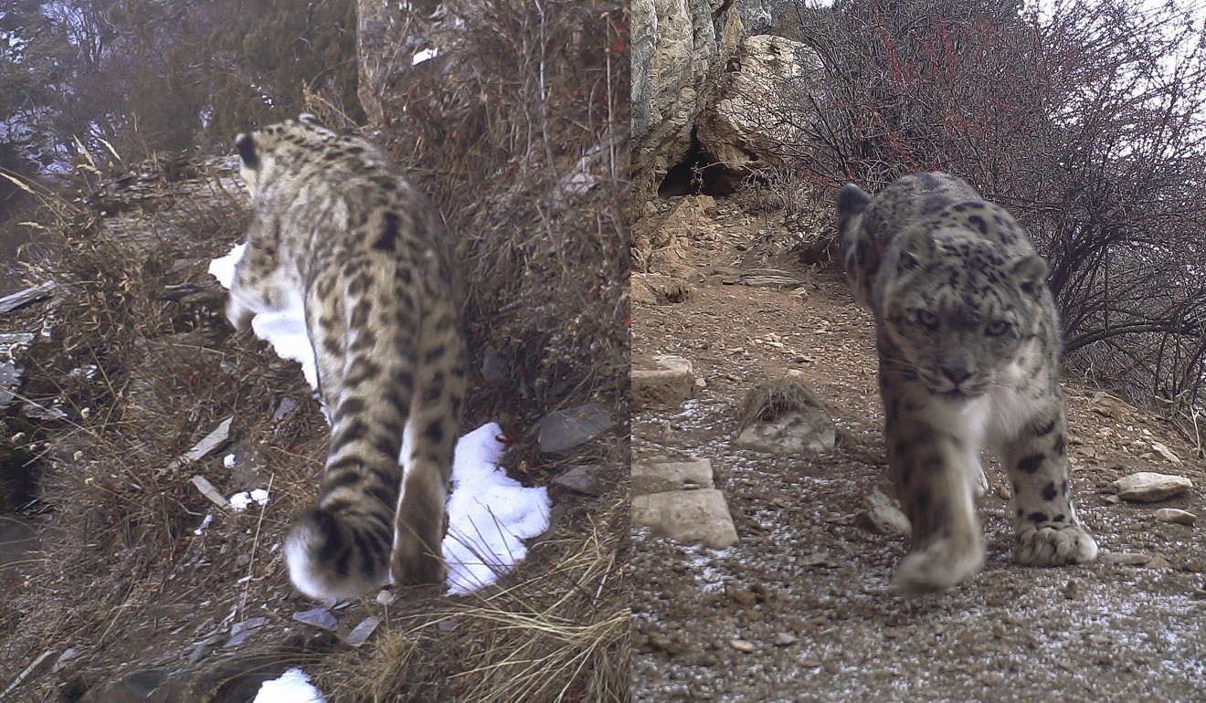 Photos taken by an infrared camera on December 3 show a snow leopard in the Nujiang River valley in Changdu, southwest China's Tibet Autonomous Region. Photo: Xinhua