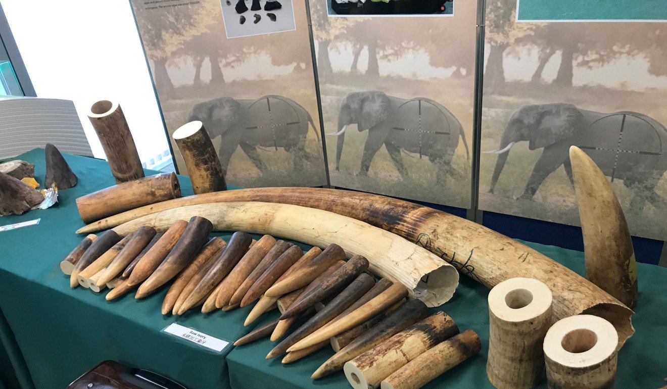 More than HK$120 million worth of smuggled elephant ivory and rhino horn was seized by Hong Kong customs officers last September. Photo: Christy Leung