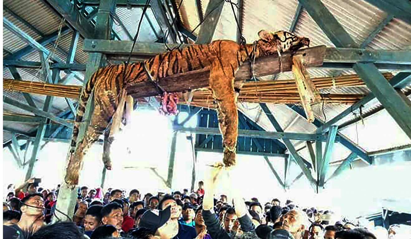 The carcass of the Sumatran tiger hung from a ceiling as villagers gather underneath. Photo: AFP