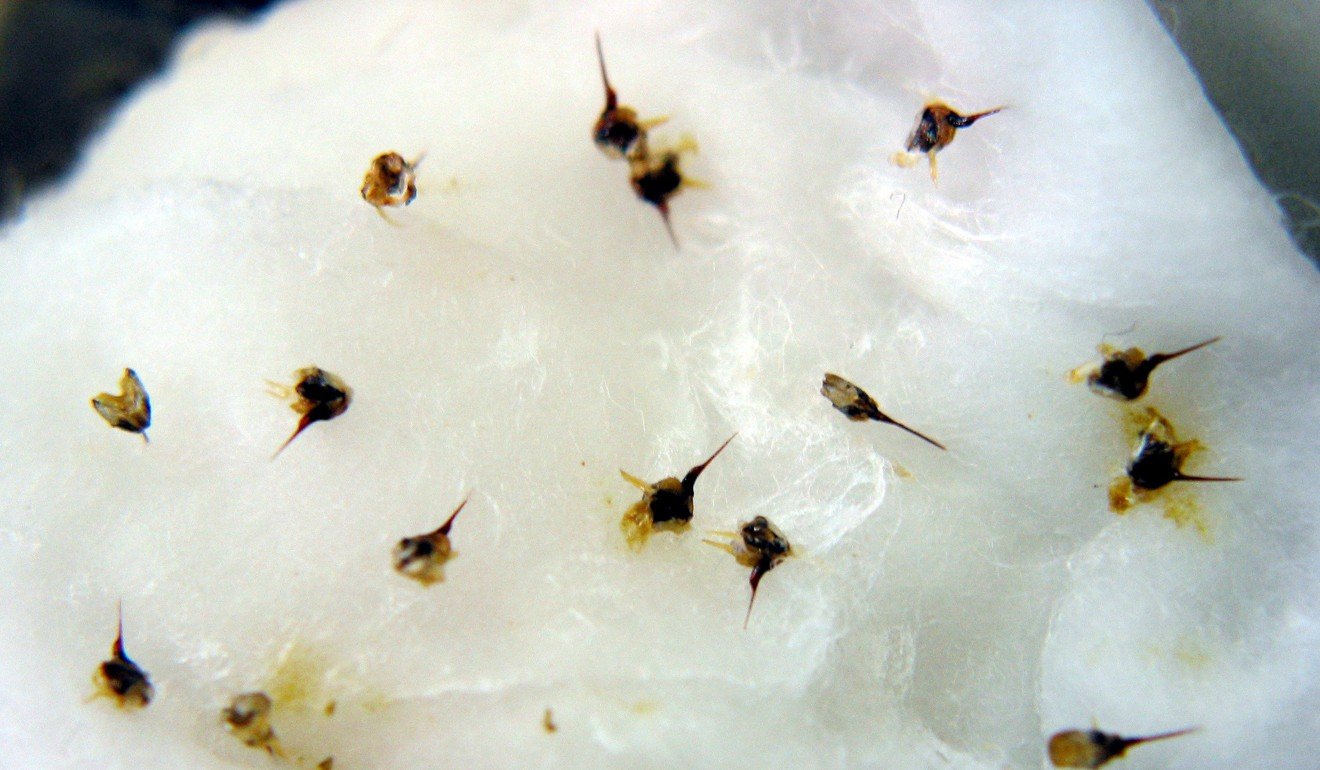 Bee stings are seen on a cotton bud during a bee-sting acupuncture session in this file photo. Photo: SCMP
