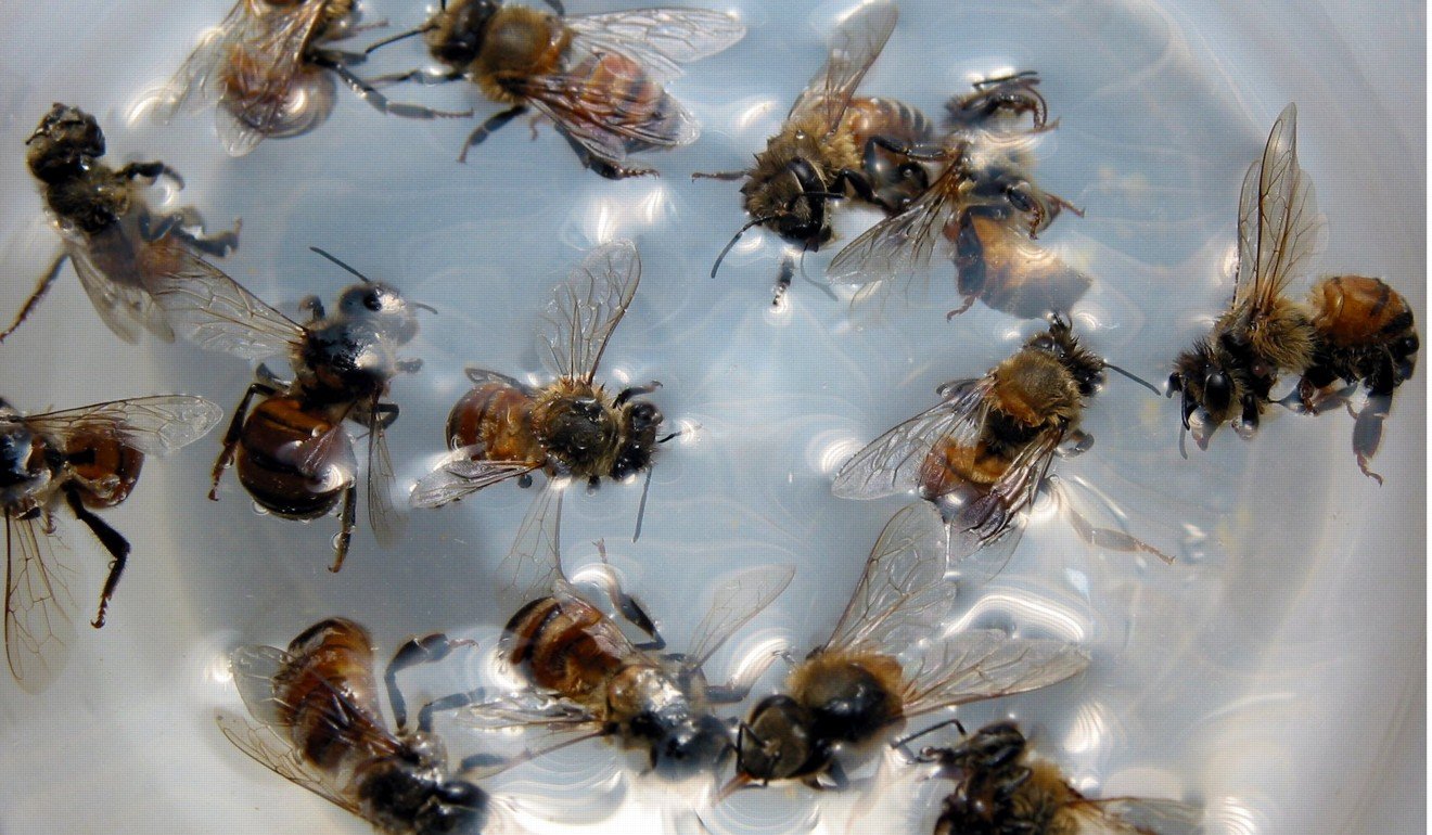 Live bees await use in a bee-stung acupuncture session in this file photo. Photo: SCMP
