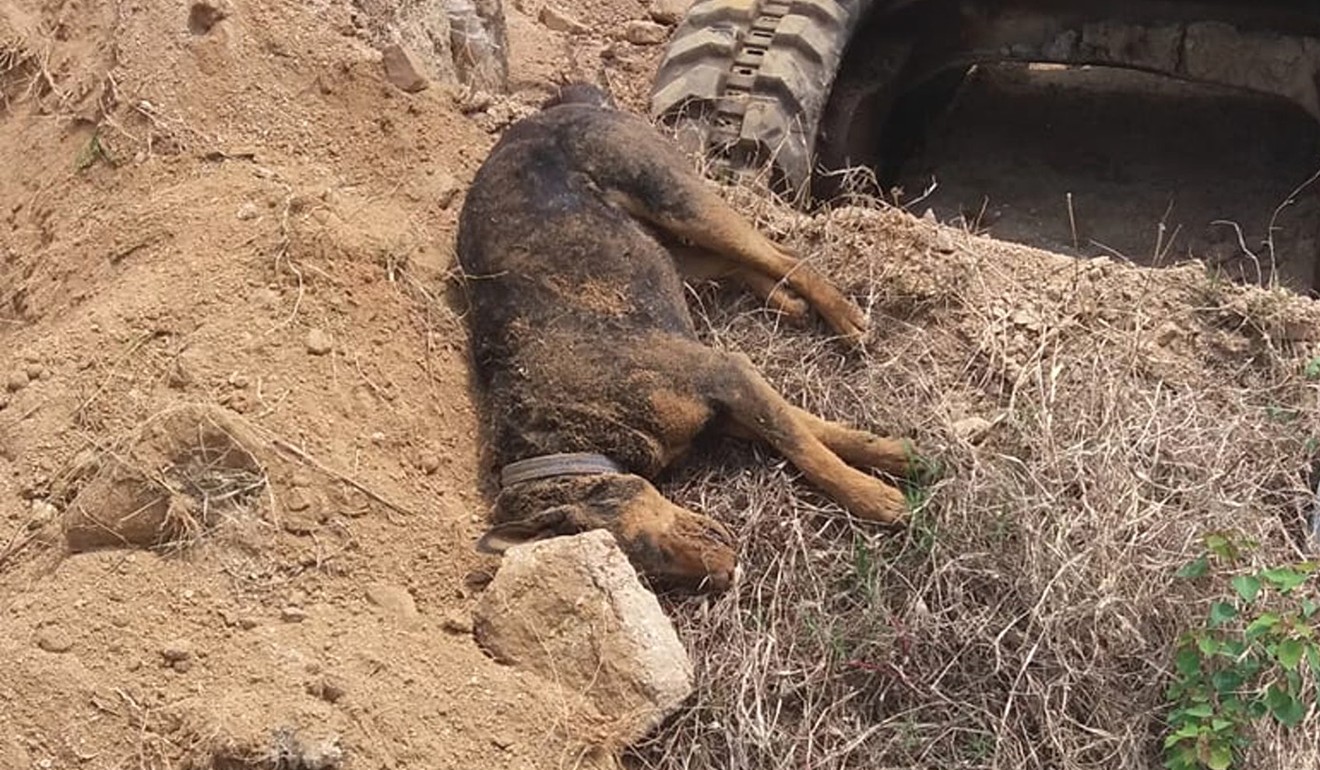 One of the two dead dogs found on Tuesday. Photo: Handout