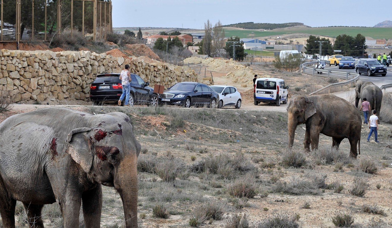 Injured elephants are scattered on the A-30 road in Albacete, Spain, on April 2, 2018. Photo: EPA-EFE