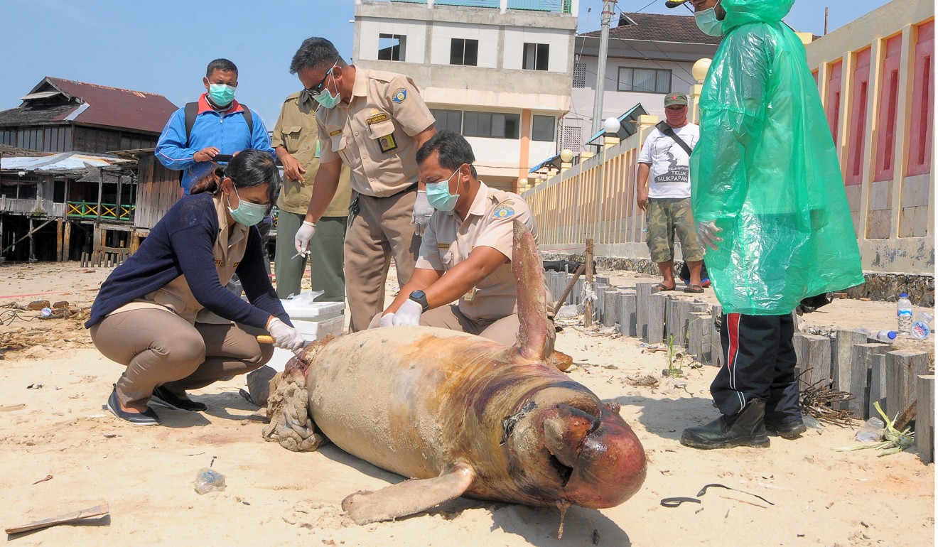 Officers from the Ministry of Marine Affairs examine the carcass of a dolphin at Klandasan beach after the oil spill. Photo: Reuters