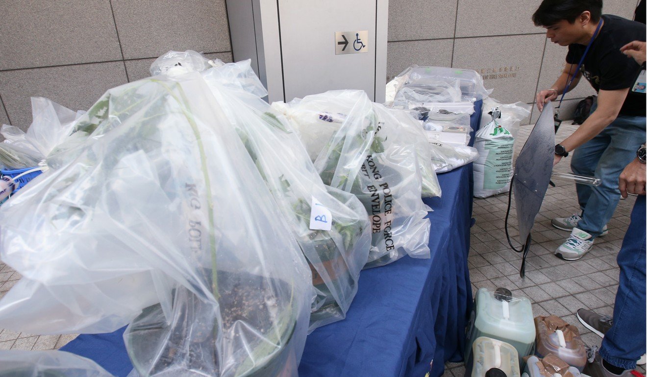 Officers found 1,205 marijuana plants worth about HK$16.5 million in the raid. Photo: David Wong