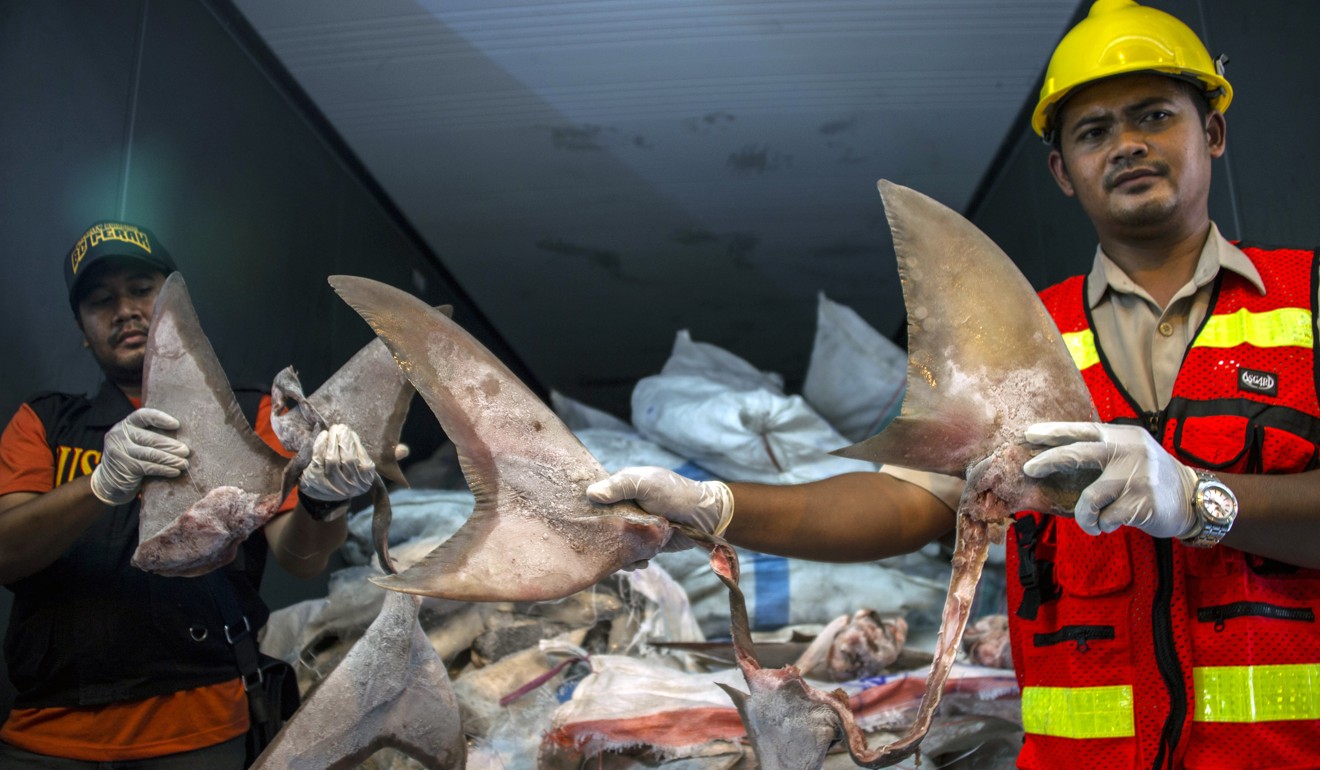 Indonesian customs and police officials display seized hammerhead and cowboy shark fins at a container terminal in Surabaya, East Java. Photo: AFP