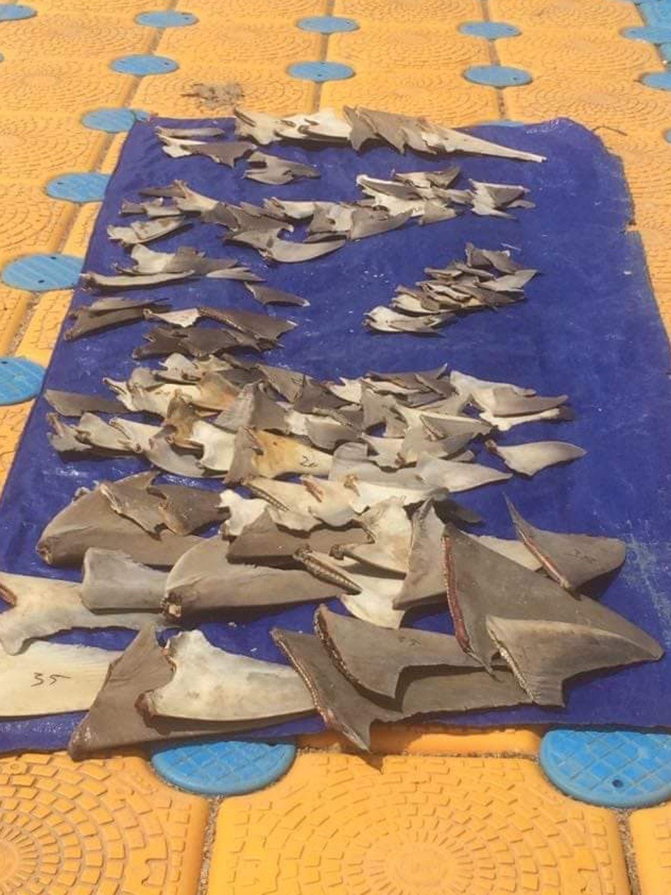 Shark fins on display at a market in Labuan Bajo, Indonesia. Photo: Mario Schmiedl