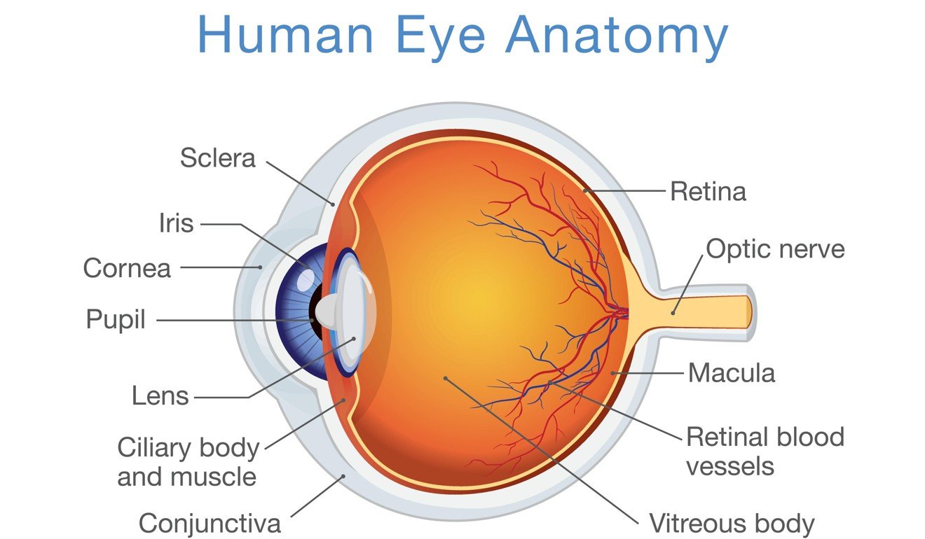 Diagram of the human eye.