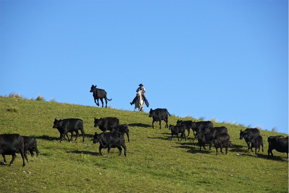 Argentina’s traditional farms – estancias – produce deliciously fresh and filling beef. 