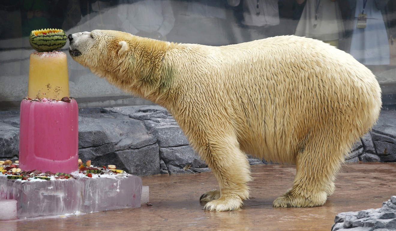 Inuka’s death marks the end of an era for Singapore Zoo, which has said it will not keep any more polar bears in its collection. Photo: Reuters