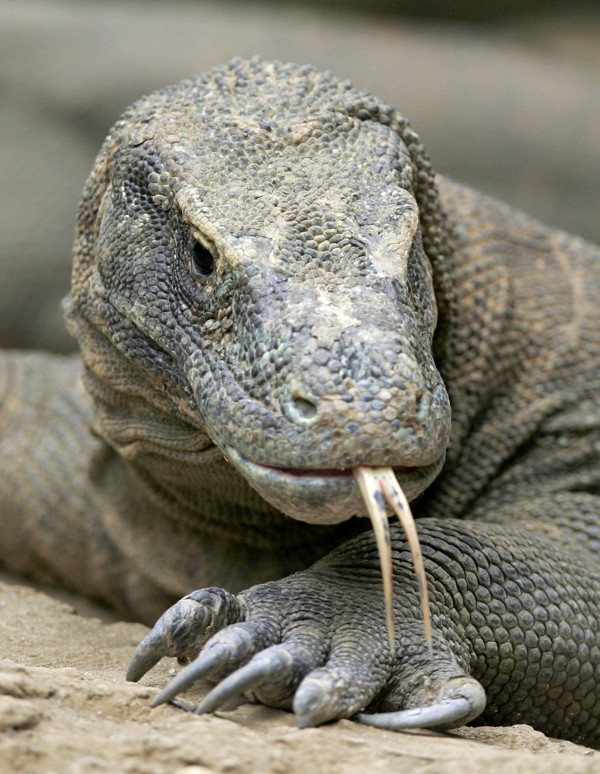 A Komodo dragon in West Java, Indonesia. Photo: AP