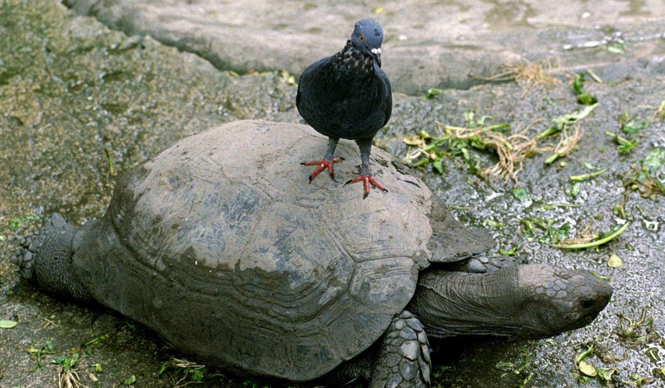A pigeon riding on the back of a turtle at Bangkok’s zoo. Photo: Reuters