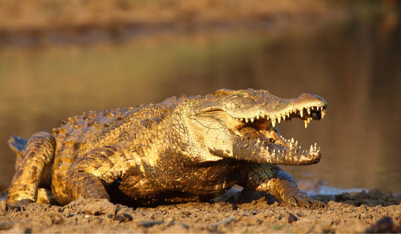 Nile crocodiles are blamed for hundreds of deaths across Africa each year. Photo: Shutterstock