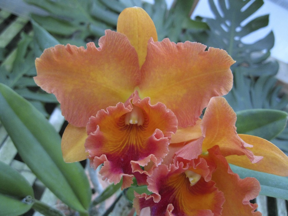 Unlike most orchids of a single type, the Melania hybrid blooms in a variety of hues, including apricot, blush, and this exotic tangerine, which opens every February. Photo: Arthur Chadwick