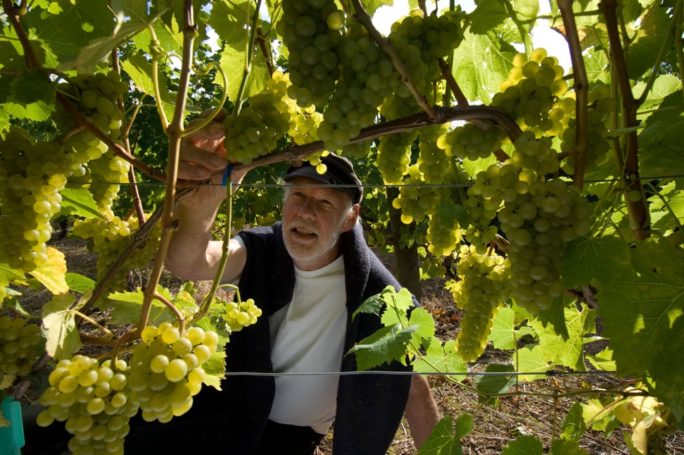 British winegrower Peter Hall inspects his grapes at Breaky Bottom Vineyard, Rodmell, in Sussex. After Brexit, robots could pick the grapes, Robert Joseph quipped. Photo: Alamy