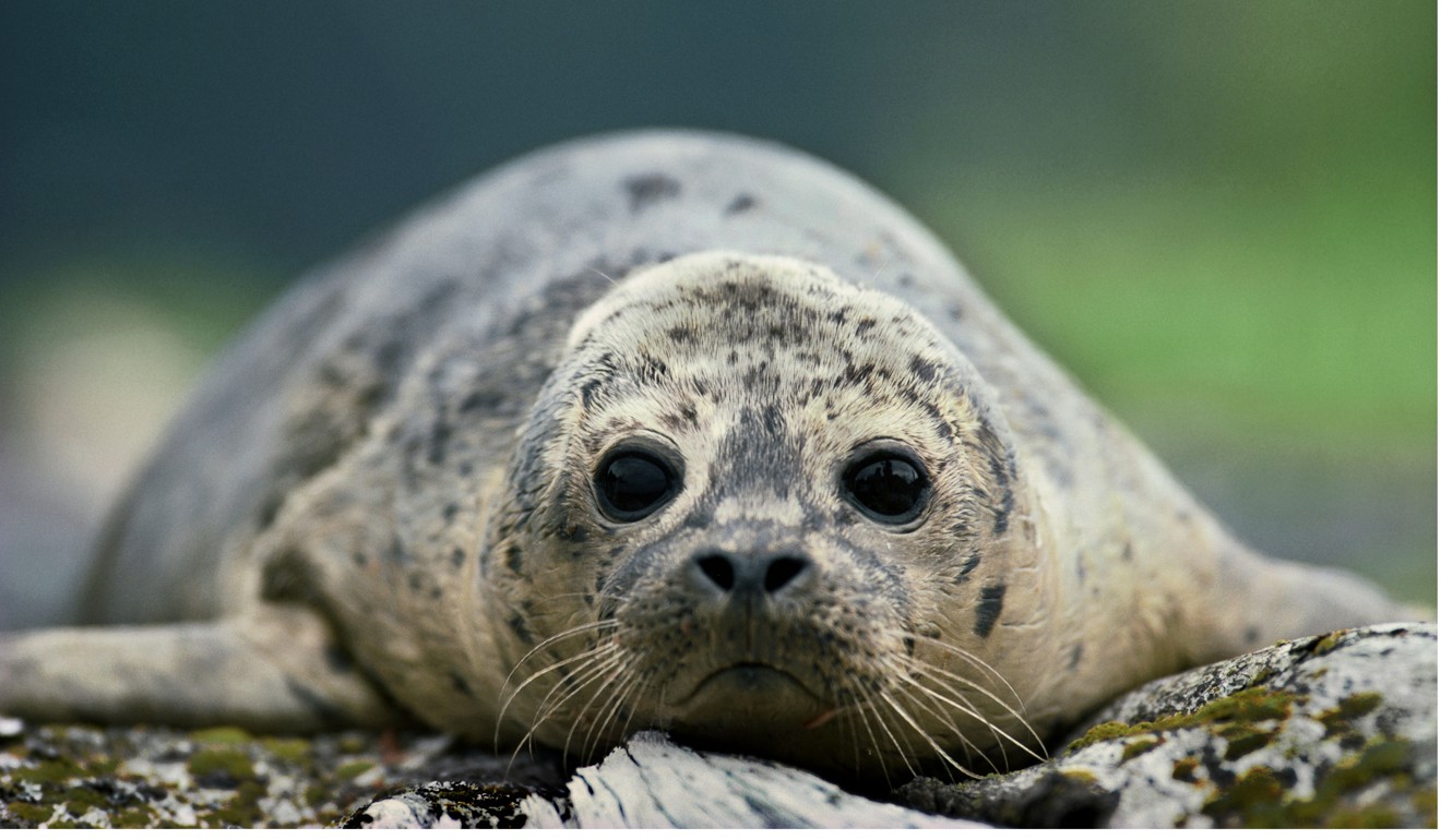 Seals and whales have been the biggest victims of pollution. Photo: Alamy