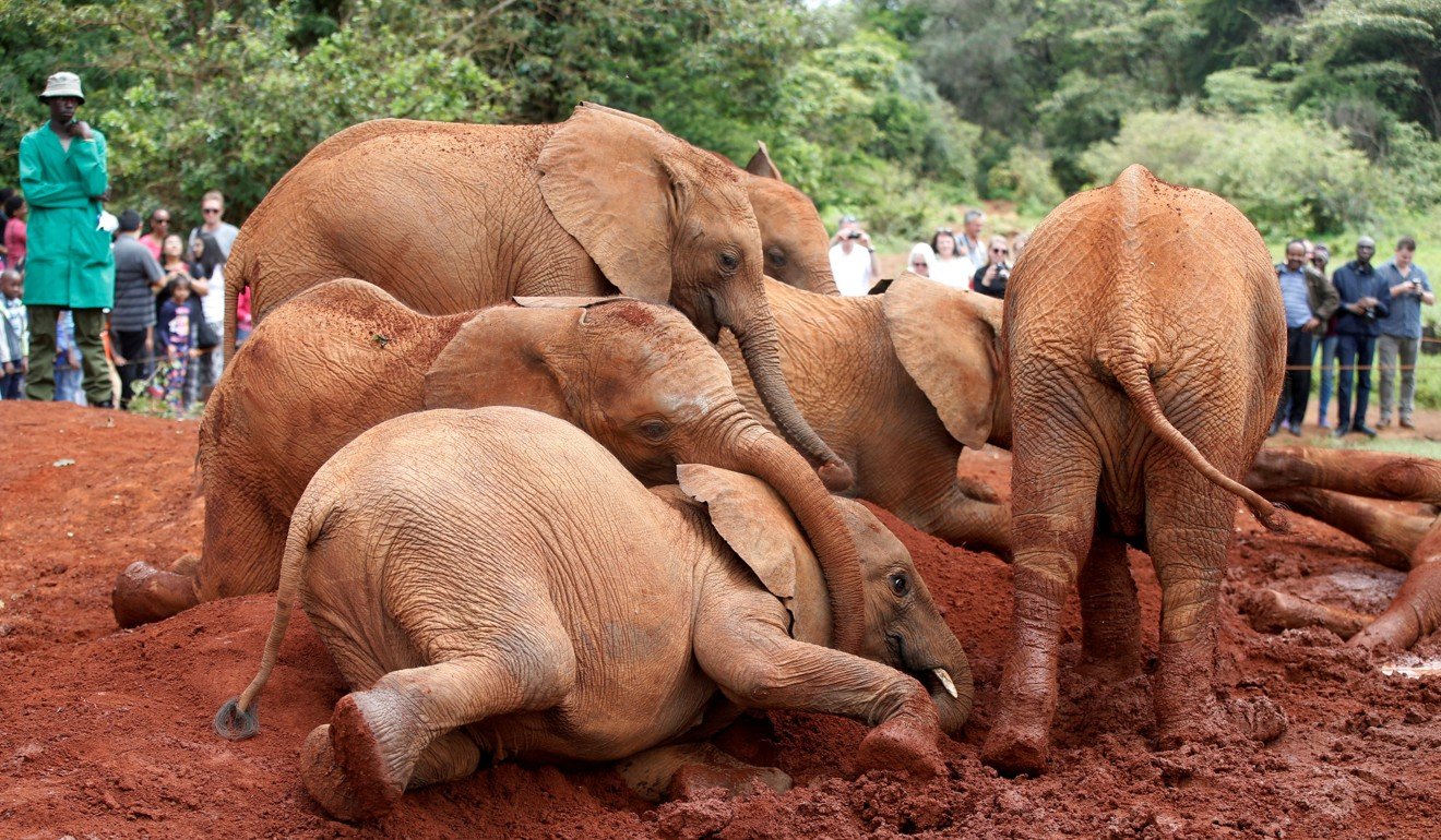 Baby elephants play at the David Sheldrick Elephant Orphanage in the Nairobi National Park, Kenya, in April 2018. Tourism, which is Kenya’s second-largest source of foreign exchange, was hit by a spike in the crime rate in Nairobi and Mombasa. Photo: Reuters