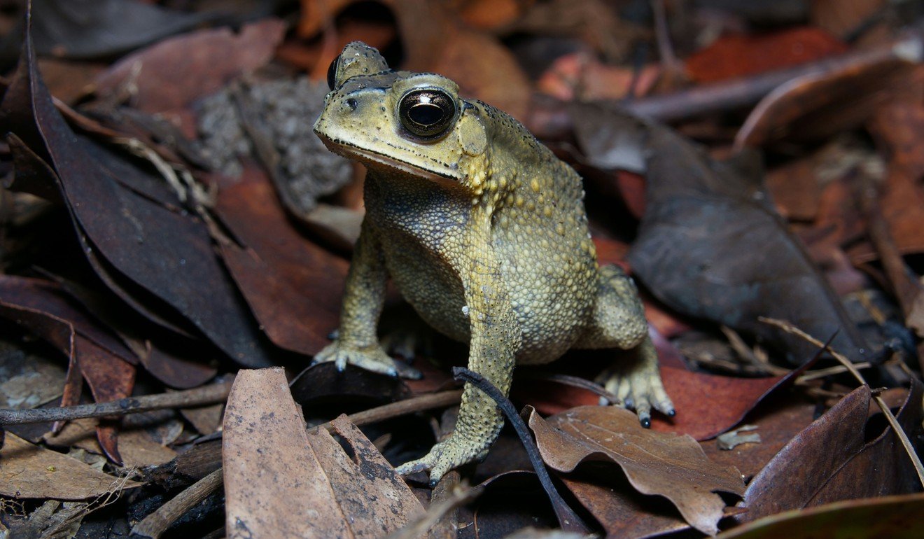 Asian common toad. Photo: Alamy